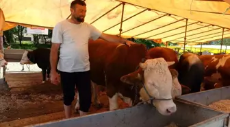Giresun Yaylalarında Kurbanlıklar Pazara İndi