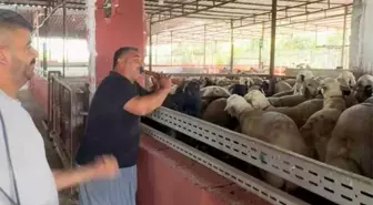 Tarsus'ta Kurbanlık Hayvanlara Mini Konser