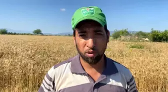 Osmaniye'de Buğday Hasadı Geç Başladı, Verim Düşüklüğü Yaşanıyor