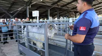 Adana'da Kurban Bayramı İçin Canlı Hayvan Pazarında Hareketlilik