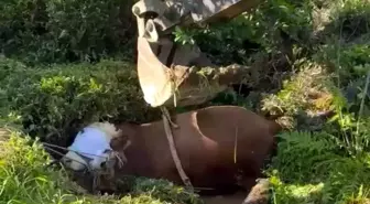 Rize'de Kaçan Boğa Çukura Düştü, Ekipler Tarafından Kurtarıldı