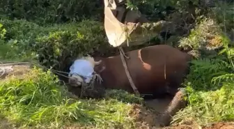 Rize'de Çay Bahçesinde Mahsur Kalan Boğa Kurtarıldı