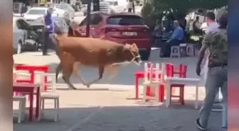 Bursa'da Kaçan Kurbanlık İnek Mahalleliyi Peşinden Koşturdu