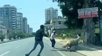 Kurbanlık Koyun ve Keçilerin Kaçışı Adana'da Gündem Oldu