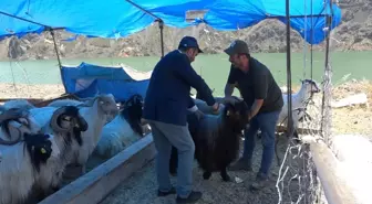Kurbanlık Küçükbaş, Otomobilin Bagajında Taşıdı