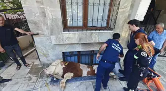 Bahçelievler'de Mahsur Kalan Kurbanlık Boğa Kurtarıldı