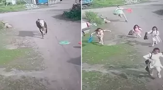 Bu bayramı hiçbir zaman unutmazlar! Çocukların boğayla imtihanı kamerada