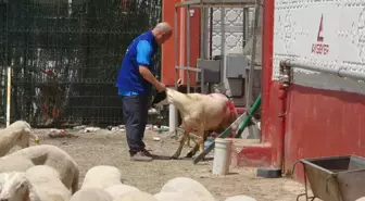 Cumhurbaşkanı Erdoğan'ın bağışladığı kurbanlar Konya'da kesildi