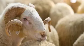 İkindiden sonra kurban kesilir mi, akşam kurban kesilir mi?