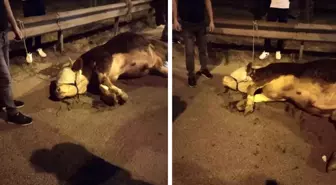 İstanbul'da kurbanlık dana yola atladı, ayağını kırdı