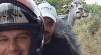 Motosikletli İki Arkadaş, Kaçan Keçiyi Yakaladı