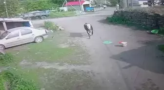 Kaçan Boğa 3 Metre Yüksekten Otomobilin Üzerine Düştü