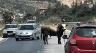 Kurbanlık Boğa Trafiği Karıştırdı