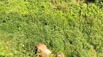 Kurbanlık Hayvanlar İnegöl Sokaklarında Kaçıştı