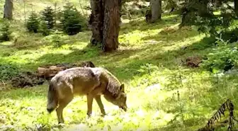 Bursa'da Nesli Tehlike Altında Olan Bozkurt Görüntülendi