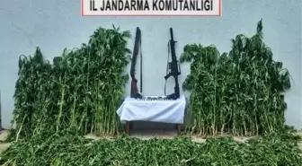 Tekirdağ'da Uyuşturucu Operasyonları: Kenevir ve Ruhsatsız Silahlar Ele Geçirildi
