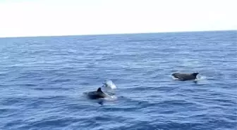 Yunuslar Tekneye Eşlik Etti: Alanya'daki Eğlenceli Anlar