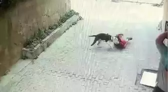 Ataşehir'de Pitbull Saldırısı: Çocuk Yaralandı