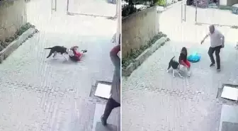 Pitbull, sokakta oynayan çocuğa saldırdı
