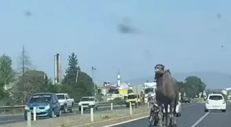 Köşk'te Deve Trafiği Karıştırdı