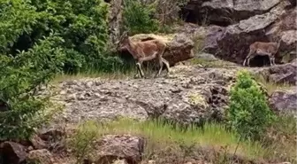 Bayburt'ta Vatandaş Dağ Keçilerini Uyardı