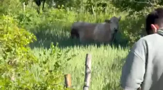 Bolu'da Kurban Bayramı'nda Kaçan Dana Paniğe Sebep Oldu