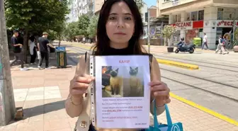 Kayıp Kedi İçin Sokak Sokak Geziyor