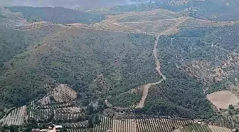 Seferihisar'da Orman Yangını Kontrol Altına Alındı