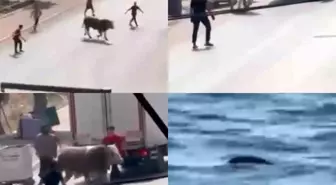 Mersin'de Kaçan Kurbanlık Boğa Trafiği Karıştırdı