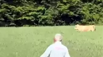 Kurbanlık Boğa Ormanda Yakalandı