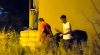 Seydişehir'de Kaçan Boğa Trafiği Karıştırdı