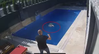 Kurbanlık Koç, Villanın Havuzuna Atlarken Güvenlik Kamerasında Görüntülendi