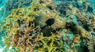 Çin'de Sanya'daki Deniz Çiftliği ile Ekosistem Restorasyonu