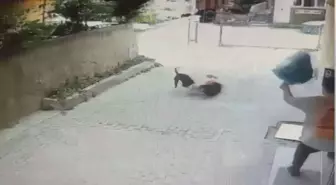 Pitbull Saldırısı: 7 Yaşındaki Çocuk Yaralandı