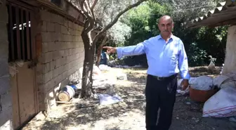 Uysal Boğa Trafiği Karıştırdı