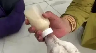 Sakarya'da Evcil Hayvan Otelinde İlgileri Üzerine Çeken Keçi Yavrusu