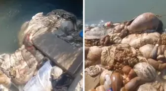 Görüntüler mide bulandırdı! Adana'da kurban sakatatlarını sulama kanalına attılar