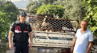 Aydın'da Çalınan Büyükbaş Hayvanlar Bulundu ve Sahibine Teslim Edildi