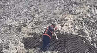 Yerli Yabani Keçilerin Zorlu Kurtuluşu