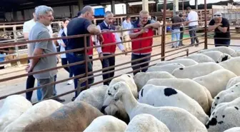 Kurbanlık Hayvan Satışları Denetlendi