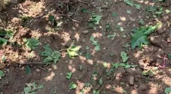 Sarıgöl'de Fırtına ve Dolu Korkuttu, Zarar Minimize Edildi