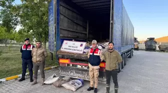 Van'da Yasak Dönemde 19 Ton Ölü İnci Kefali Ele Geçirildi