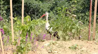 Edirne'de Yaralı Leyleğe Aile Sahip Çıktı