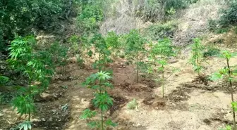 Bingöl'de 228 Kök Kenevir Bitkisi Ele Geçirildi