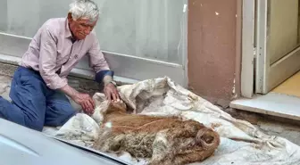 Sivas'ta Bir Babayiğidin Buzağıya Olan Şefkati Duygulandırdı