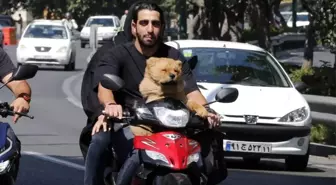 İran'da Köpek Gezdirme Yasağı Genişletildi
