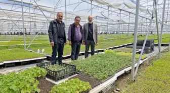 Karaman'da Girişimci Çiftçi 5 Milyon Fide Üretiyor