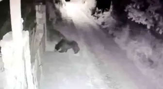 Karabük'te Ayı Bahçe Kapısını Açtı, Korkup Uzaklaştı