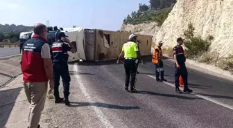 Mersin'de Tır Devrildi, Angus Hayvanları Kaçtı