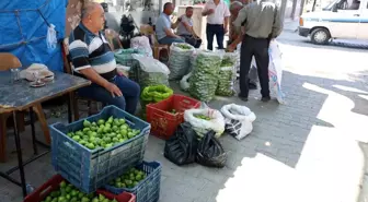 Aydın incirinde 'ilekleme' sezonu başladı